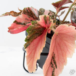 Begonia 'Ginny Galaxy' Variegated (wk38-L277)