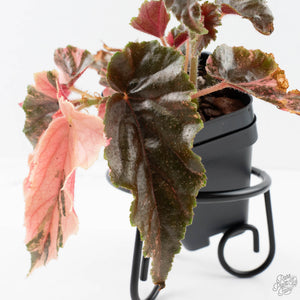 Begonia 'Ginny Galaxy' Variegated (wk38-L277)