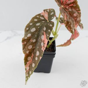 Begonia Maculata Pink Variegated (wk43-L405)