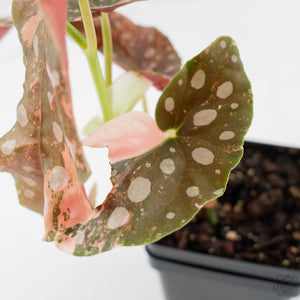Begonia Maculata Pink Variegated (wk43-L405)