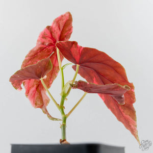 Begonia Maculata Pink Variegated (wk43-L405)