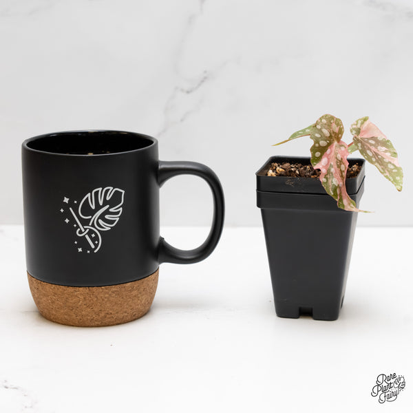 Begonia Maculata Pink Variegated (wk5-D)