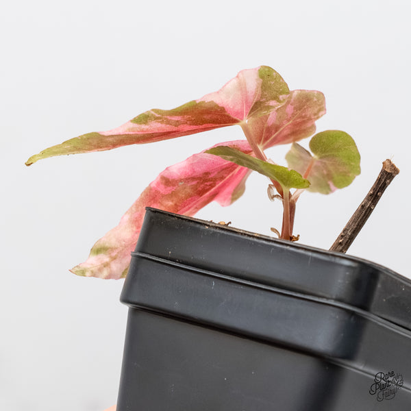 Begonia Maculata Pink Variegated (wk5-D)