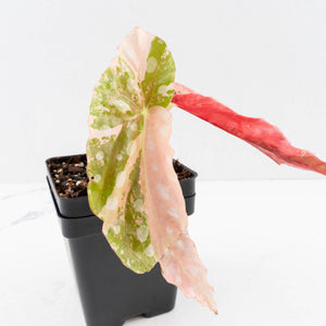 Begonia Maculata Pink Variegated (wk34-L77)