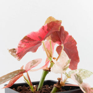 Begonia Maculata Pink Variegated - Multiple Growth Points (wk35-L206)
