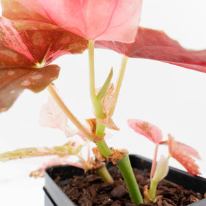 Begonia Maculata Pink Variegated - Multiple Growth Points (wk35-L206)