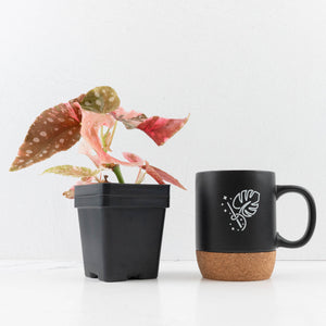 Begonia Maculata Pink Variegated - Multiple Growth Points (wk35-L206)