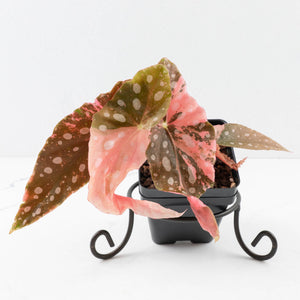 Begonia Maculata Pink Variegated - Multiple Growth Points (wk35-L206)
