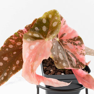 Begonia Maculata Pink Variegated - Multiple Growth Points (wk35-L206)