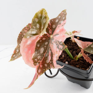 Begonia Maculata Pink Variegated - Multiple Growth Points (wk35-L206)