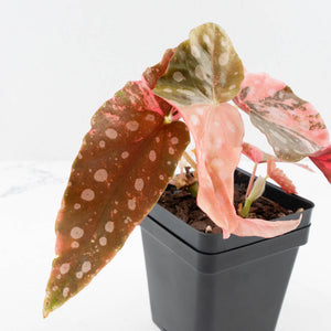 Begonia Maculata Pink Variegated - Multiple Growth Points (wk35-L206)