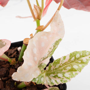 Begonia Maculata Pink Variegated - Multiple Growth Points (wk35-L206)
