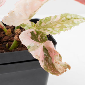 Begonia Maculata Pink Variegated - Multiple Growth Points (wk35-L206)