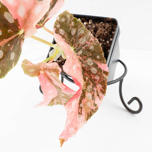 Begonia Maculata Pink Variegated (wk35-L207)