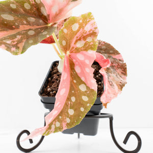 Begonia Maculata Pink Variegated (wk35-L207)