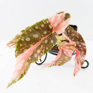 Begonia Maculata Pink Variegated (wk35-L207)