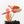 Begonia Maculata Pink Variegated (wk35-L207)