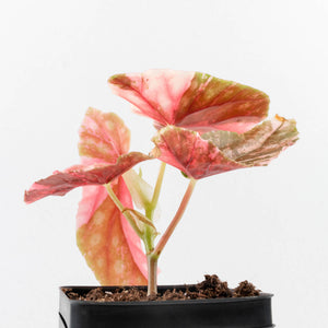 Begonia Maculata Pink Variegated (wk35-L207)