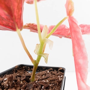 Begonia Maculata Pink Variegated (wk35-L207)