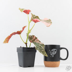 Begonia Maculata Pink Variegated (wk25-B)