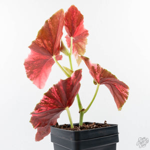 Begonia Maculata Pink Variegated (wk25-B)