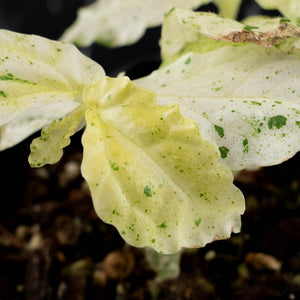 Begonia 'Peppermint' / Variegated Pellionia Repens (wk38-L279)