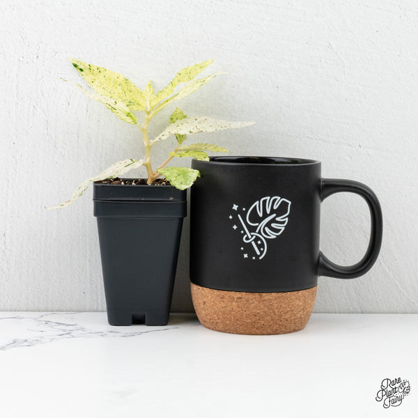 Begonia 'Peppermint' / Variegated Pellionia Repens *Grower's choice*