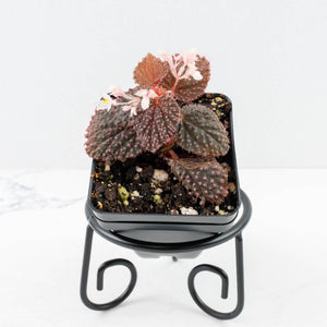 Begonia 'Pink Urchin' (wk31-Y)