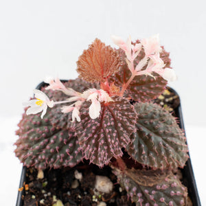 Begonia 'Pink Urchin' (wk31-Y)