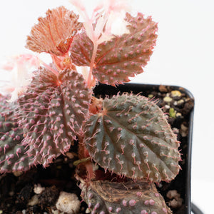 Begonia 'Pink Urchin' (wk31-Y)
