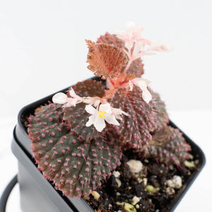 Begonia 'Pink Urchin' (wk31-Y)