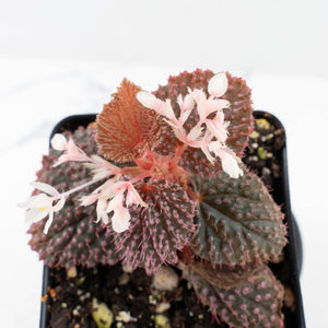 Begonia 'Pink Urchin' (wk31-Y)