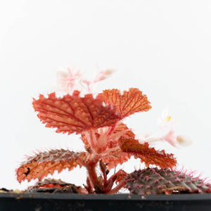 Begonia 'Pink Urchin' (wk31-Y)
