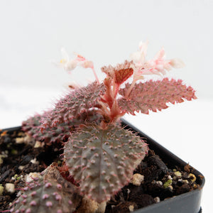 Begonia 'Pink Urchin' (wk31-Y)