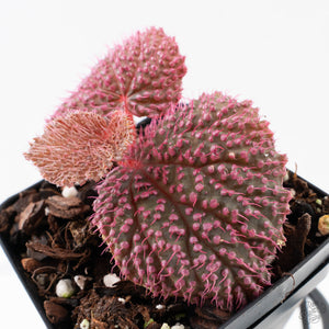 Begonia 'Pink Urchin' (wk38-L288)