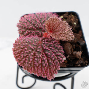 Begonia 'Pink Urchin' (wk38-L288)