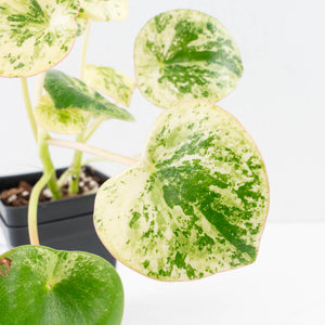 Peperomia 'Raindrop' variegated (wk30-UN)