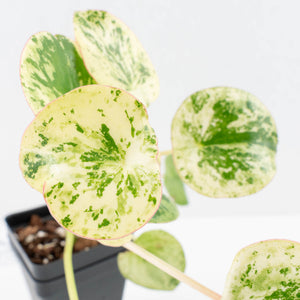 Peperomia 'Raindrop' variegated (wk30-UN)
