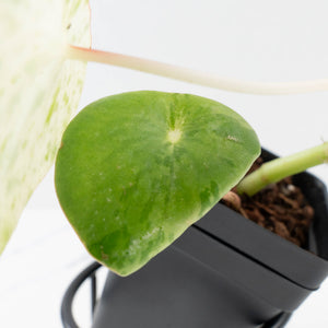 Peperomia 'Raindrop' variegated (wk37-U76)