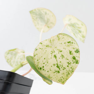 Peperomia 'Raindrop' variegated (wk37-U76)