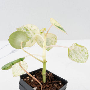 Peperomia 'Raindrop' variegated (wk37-U76)