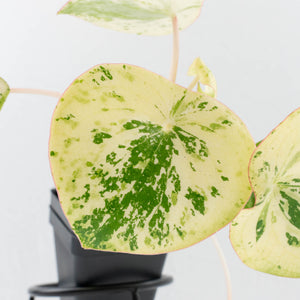 Peperomia 'Raindrop' variegated (wk37-U76)