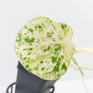 Peperomia 'Raindrop' variegated (wk37-U76)