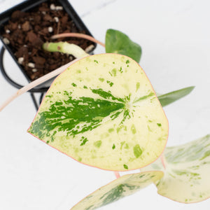 Peperomia 'Raindrop' variegated (wk37-U76)