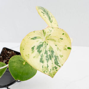 Peperomia 'Raindrop' variegated (wk37-U76)
