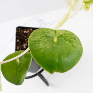 Peperomia 'Raindrop' variegated (wk37-U76)