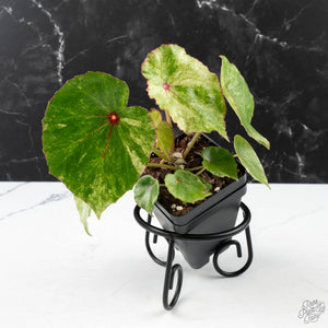 Begonia 'Rouge' Variegated