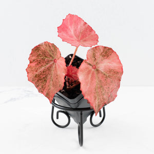 Begonia 'Rouge' pink variegated (wk30-UO)