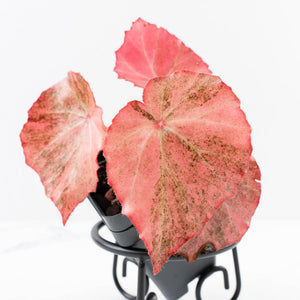 Begonia 'Rouge' pink variegated (wk30-UO)