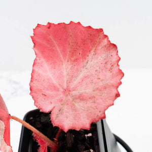 Begonia 'Rouge' pink variegated (wk30-UO)